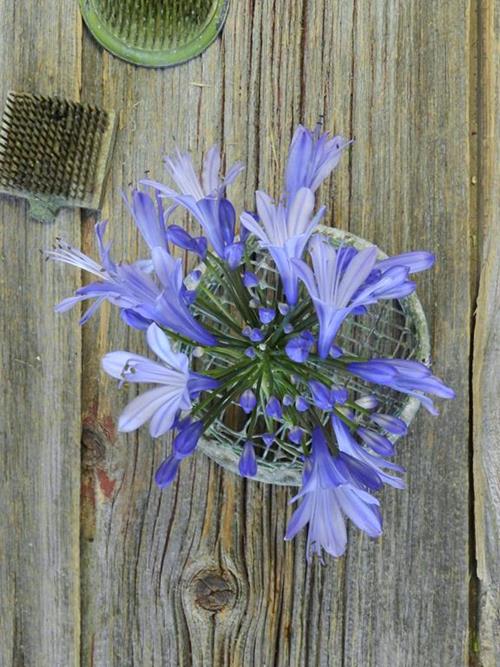 AGAPANTHUS